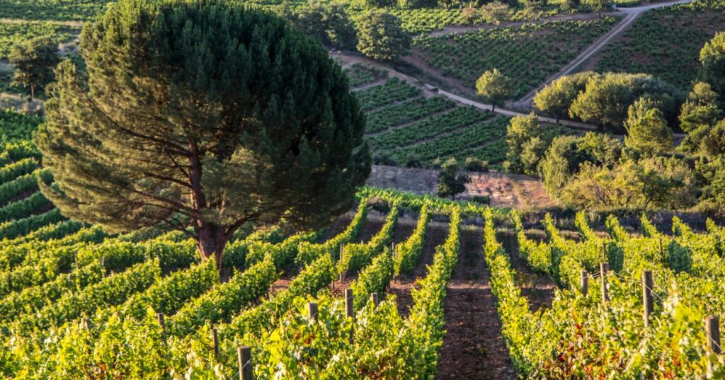 Clasificación Vinos del Bierzo