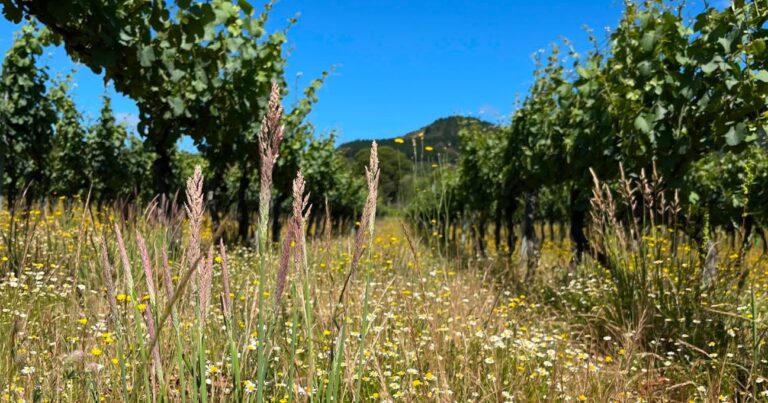 Cultivar el paisaje - Crear grandes vinos ecológicos en El Bierzo
