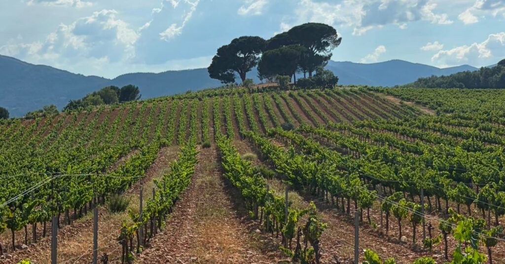 El vino también puede salvar un paisaje